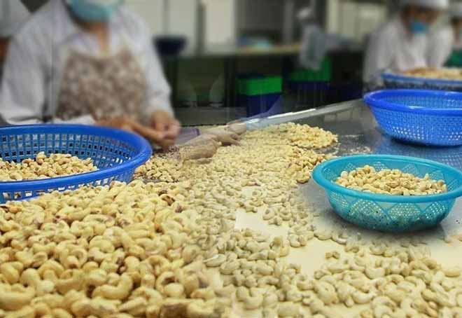 Strong domestic demand to help cashew industry achieve 15% revenue growth in FY23: Report