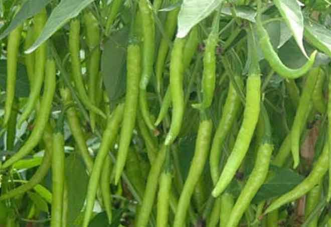 Punjab’s chilli cultivators in need of processing plant