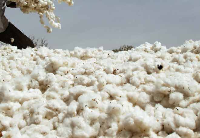 Cotton prices in Tiruppur drop due to weak demand