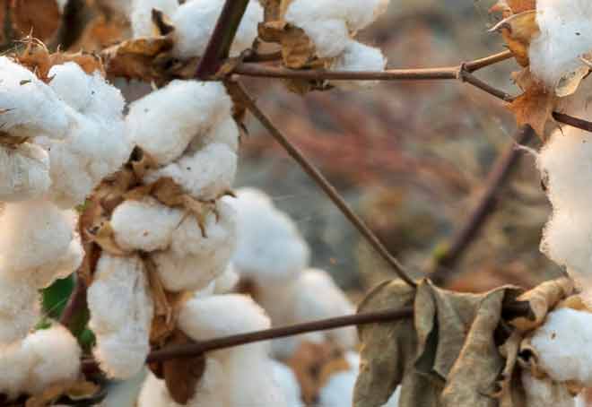 CAI Maintains Its FY23 Cotton Crop Estimate At 311.18 Lakh Bales