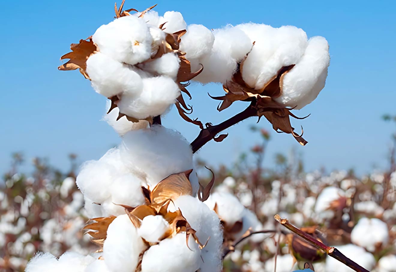 Govt Should Remove Import Duty On Cotton Varieties Not Grown In India: SIMA