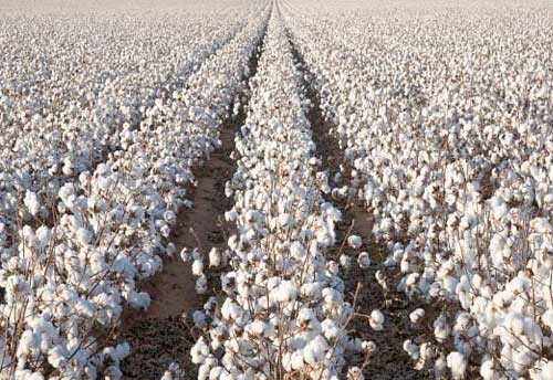 Cotton association lowers India's 2020-21 crop estimate