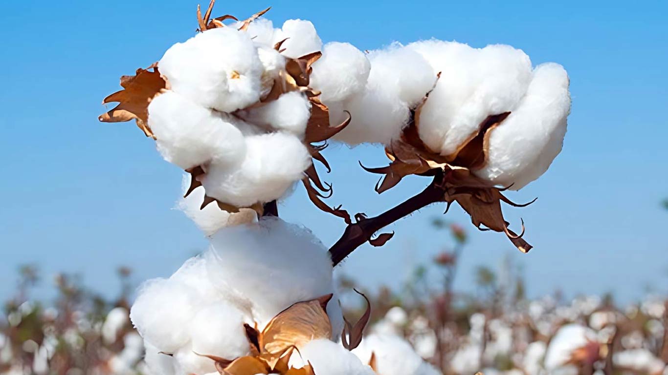 Cotton pilot scheme a hit, govt to extend it by a year