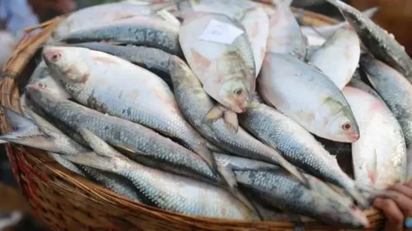 Bangladesh To Allow Export of 3,000 Tonnes of Hilsa to India for Durga Puja