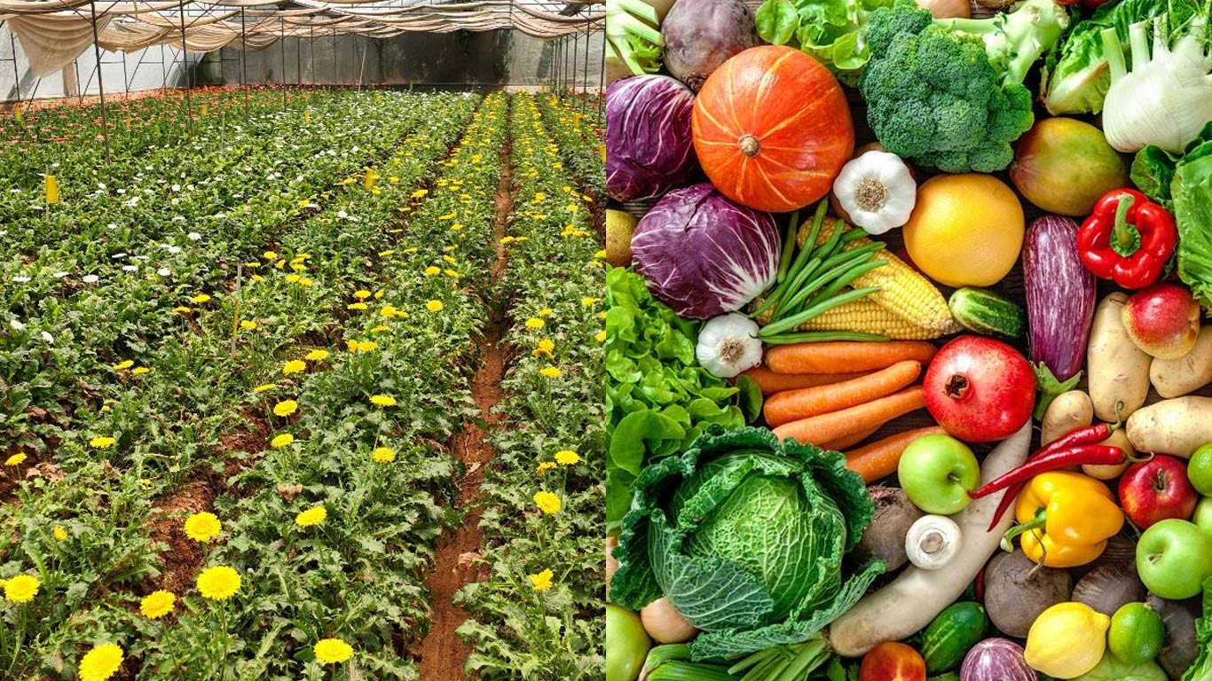 UP Government Boosts Farmers' Income Through Horticulture and Vegetable Farming Initiatives