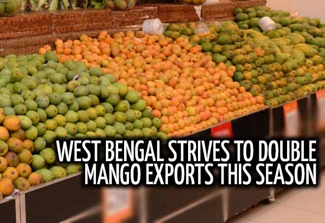 West Bengal strives to double Mango exports this season