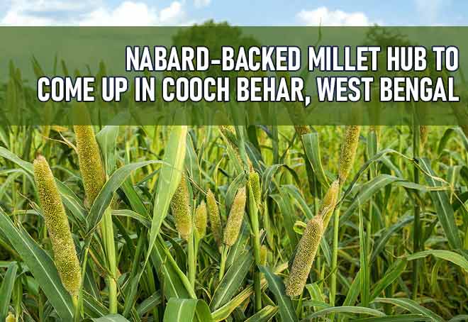 NABARD-backed millet hub to come up in Cooch Behar, West Bengal