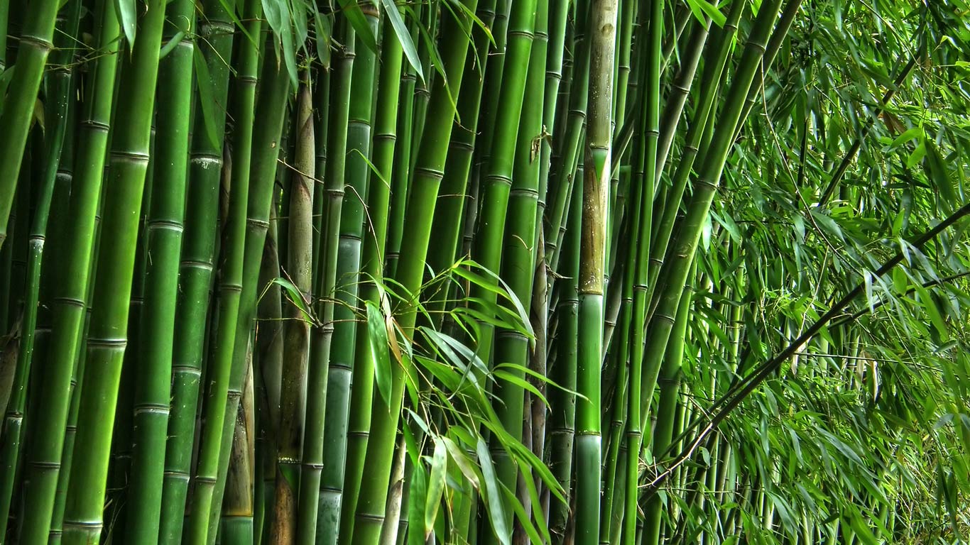 Indian bamboo