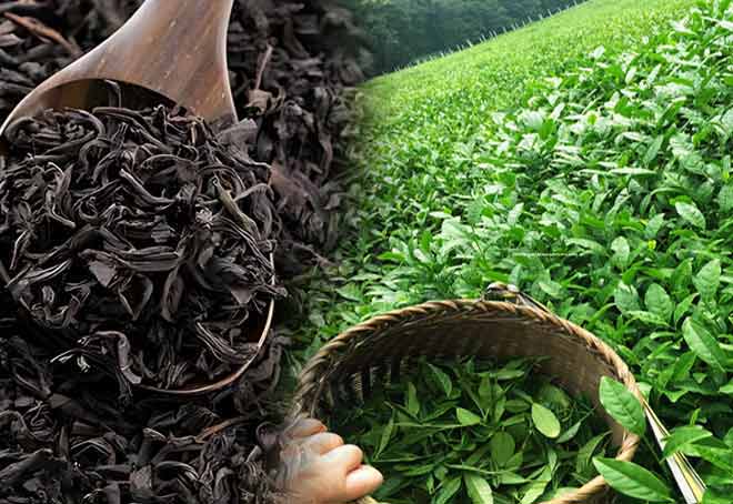 Union Budget fails to address challenges faced by Tea Industry