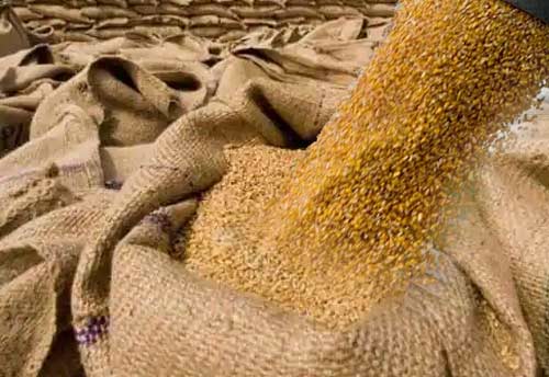 Egyptian delegation shows interest in wheat import from Madhya Pradesh amid Russia-Ukraine war